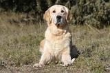GOLDEN RETRIEVER 541